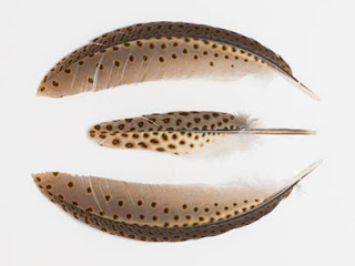 argus pheasant feathers