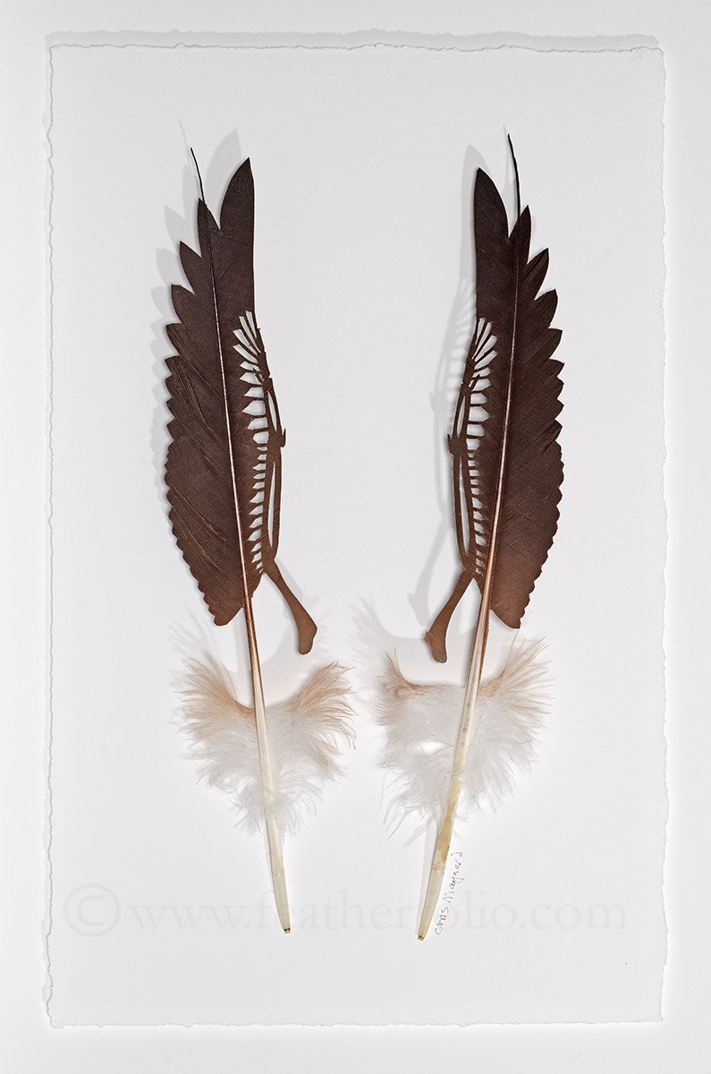 Feather Wing Bones