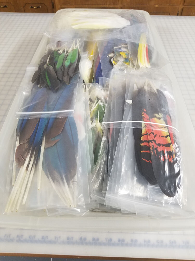feathers stored in plastic bags.jpg