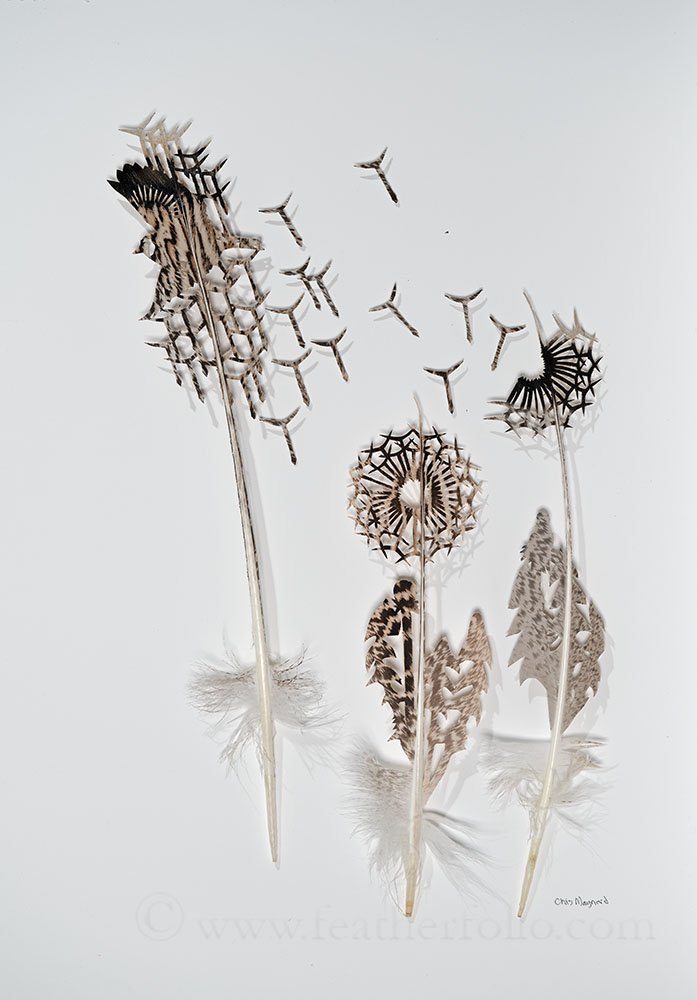 Goldfinch Dandelion WEBwm.jpg