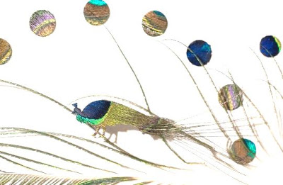 chris maynard, feather art - peacock