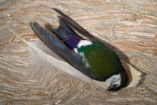 dead swallow and goose feather